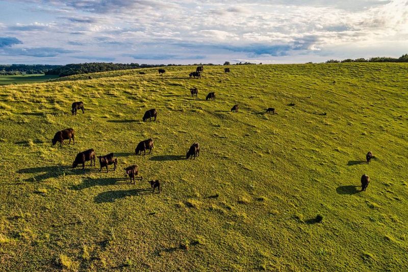 Aerial view of cattle grazing on green farmland